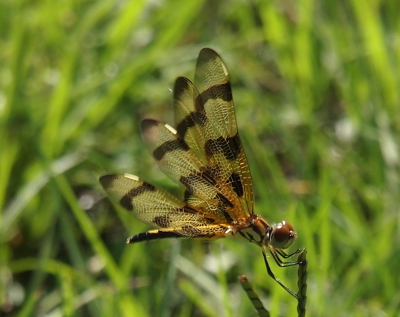 [Another side view of a dragonfly holding the top of seeded grass but this time the body is parallel to the ground and the wings just above her body.]